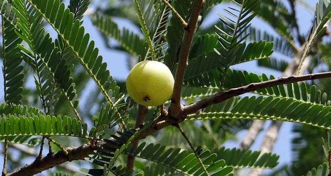 - Home Remedies of Hair Fall and Regrowth