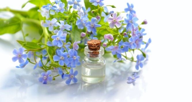 - Almond Oil